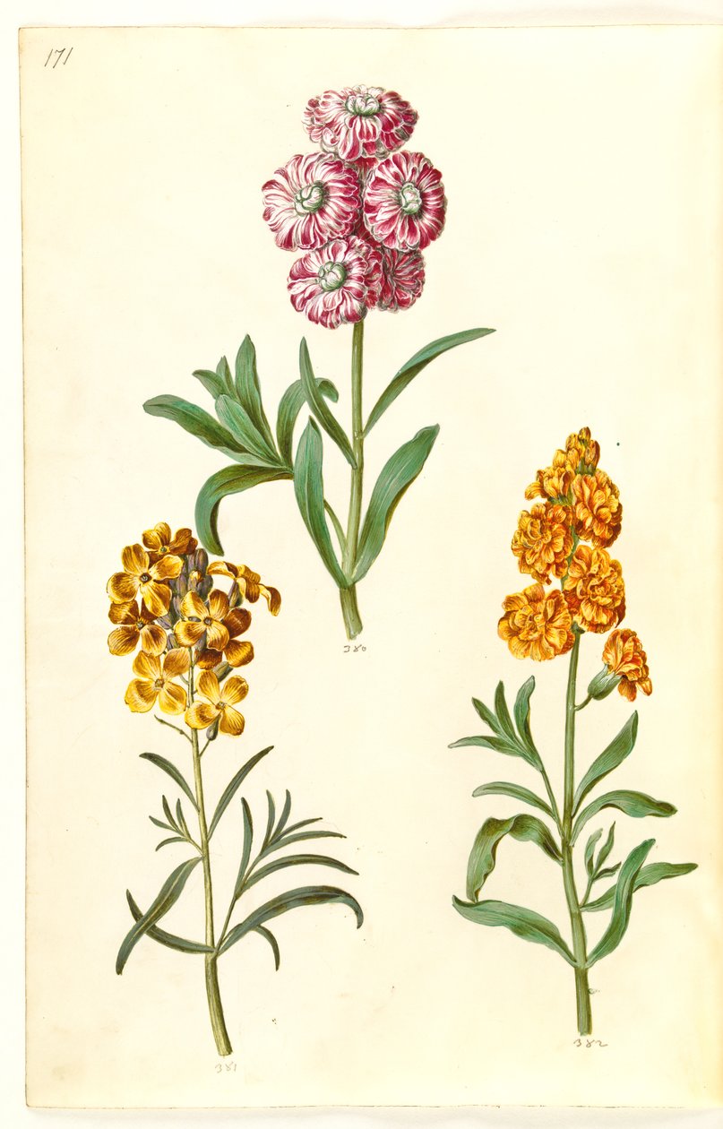 Matthiola incana (talven lehmälintu); Erysimum cheiri (kultainen) tekijältä Hans Simon Holtzbecker
