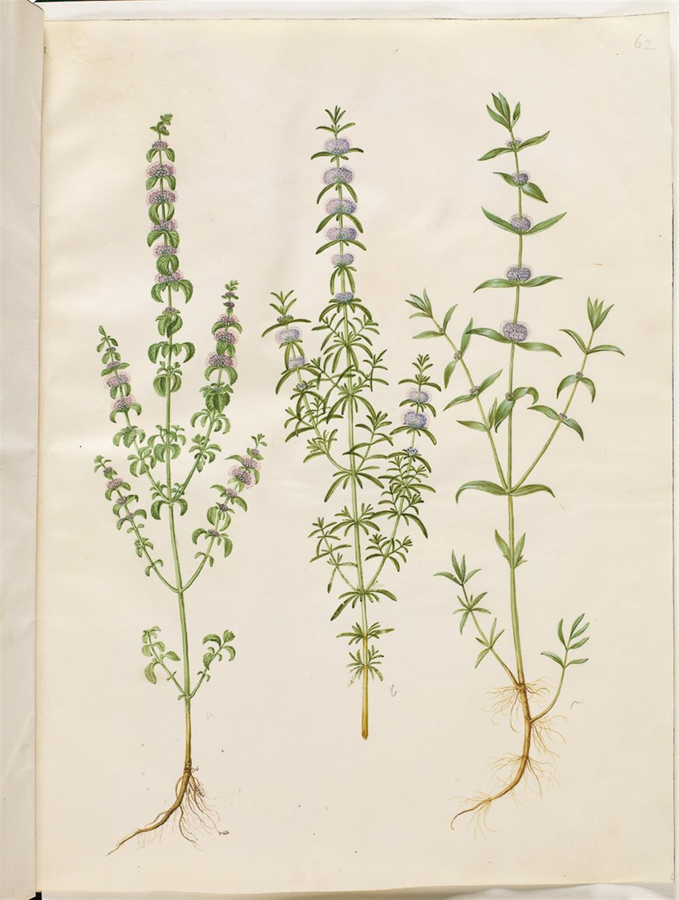 Mentha pulegium (polej minttu); Mentha cervina (peuran minttu); Mentha (minttulaji) tekijältä Hans Simon Holtzbecker