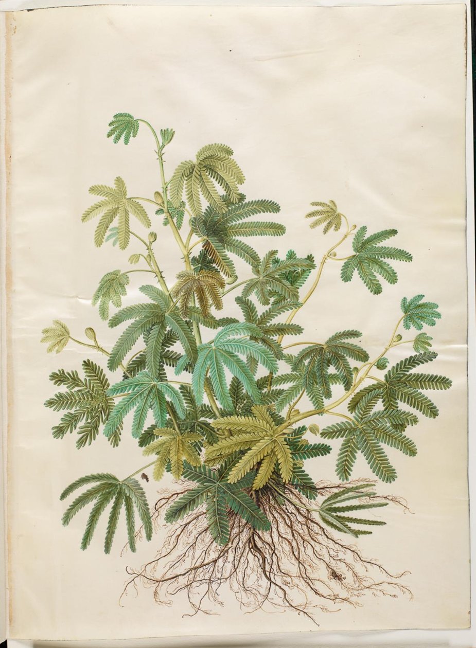 Mimosa polydactyla (sirkkasormimimoosi) tekijältä Hans Simon Holtzbecker