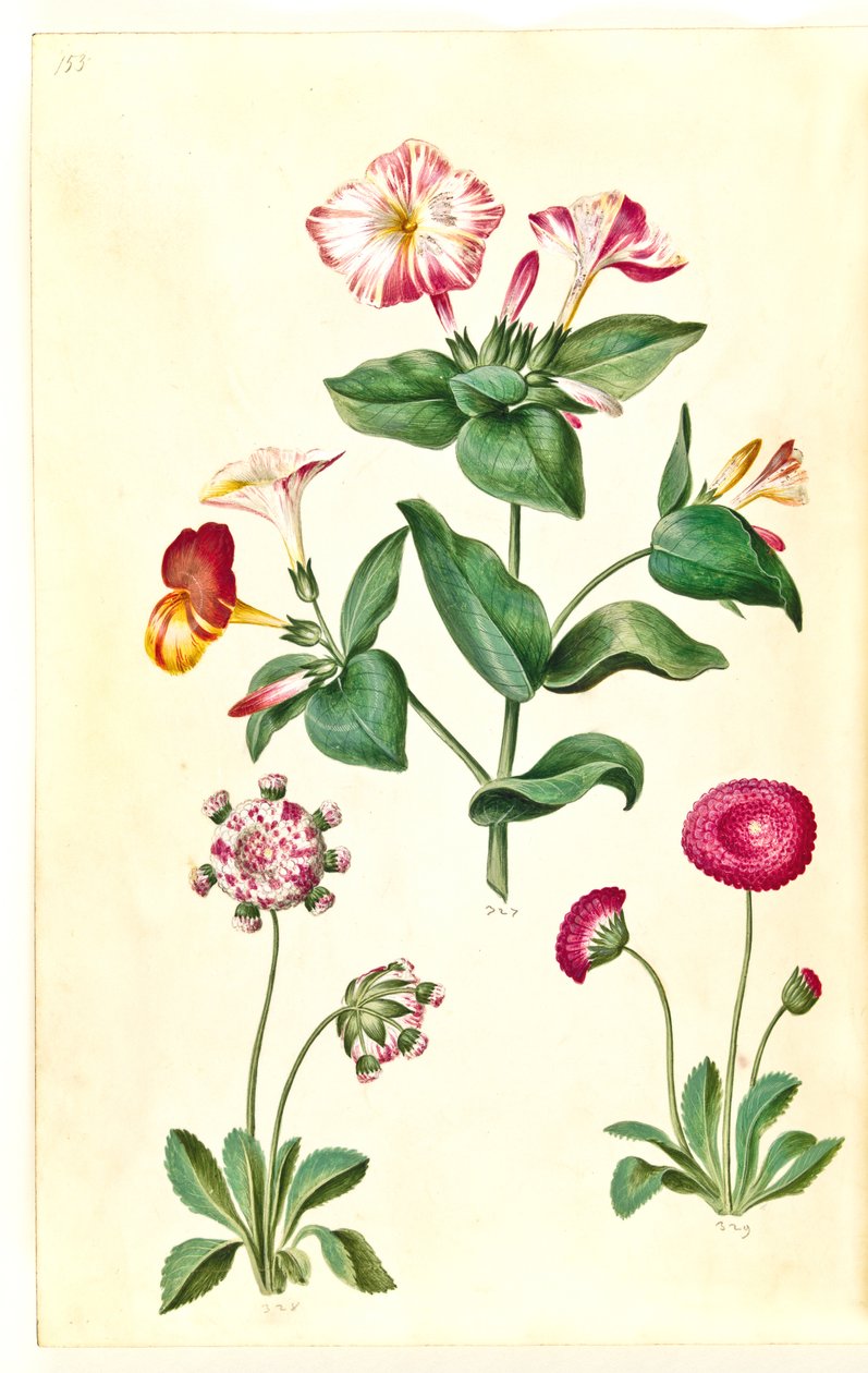 Mirabilis jalapa (ihme kukka); Bellis perennis (tavallinen päivänkakkara) tekijältä Hans Simon Holtzbecker