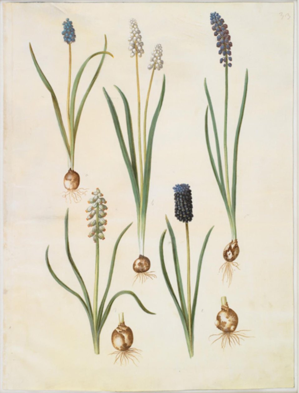 Muscari botryoides (almindelig perlehyasint); Muscari racemosum (muskat-perlehyasint); Muscari laiminlyöty tekijältä Hans Simon Holtzbecker