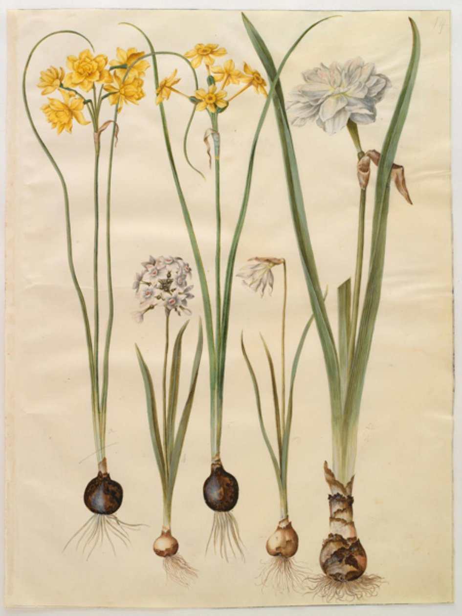 Narcissus jonquilla (siv-narcis); Narcissus tazetta (tazet); Narcissus pseudonarcissus moschatus (myski-narcissus); runollinen narsissi (pinselilje) tekijältä Hans Simon Holtzbecker