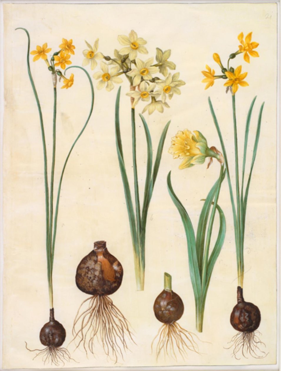 Narcissus jonquilla (rush-narcissus); Narcissus tazetta aureus (kulta-tazet); Narcissus pseudonarcissus bicolor (kaksivärinen narsissi) tekijältä Hans Simon Holtzbecker