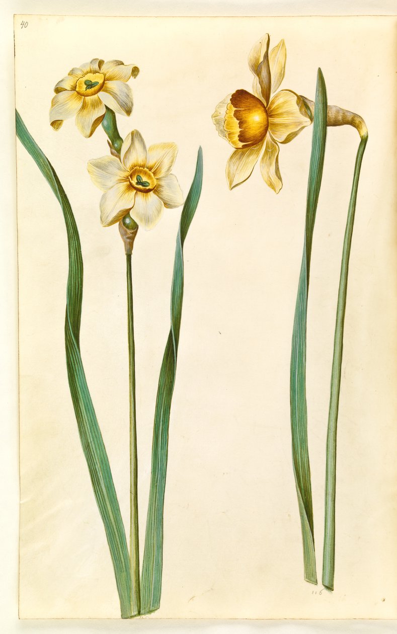 Narcissus ×mediluteus (toblomstret narcissus); Narsissi × vertaansa vailla (on-narsisti) tekijältä Hans Simon Holtzbecker