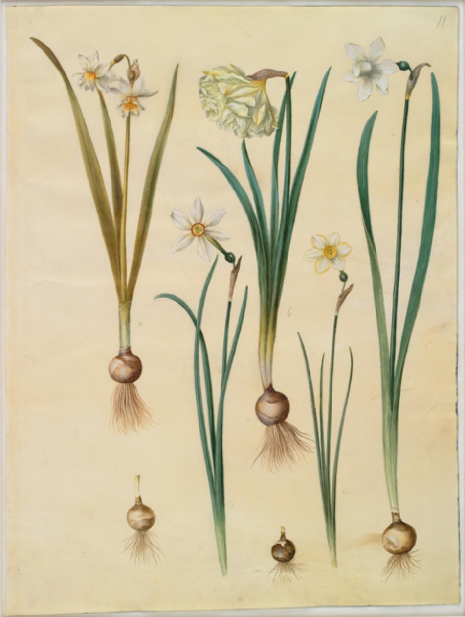 Narcissus ×mediluteus (toblomstret narcissus); Narcissus pseudonarcissus; Narcissus (narcissus); Runollinen narsissi (pinselilje); Narcissus × ohuempi tekijältä Hans Simon Holtzbecker
