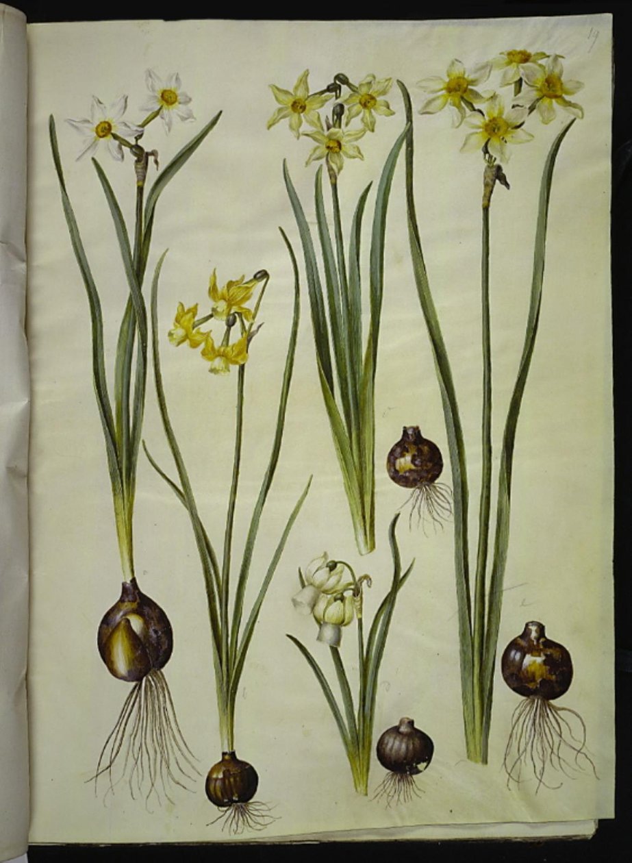 Runollinen narsissi (pinselilje); Narcissus triandrus (orkidea-narcissus); Narcissus ×mediluteus (toblomstret narcissus) tekijältä Hans Simon Holtzbecker