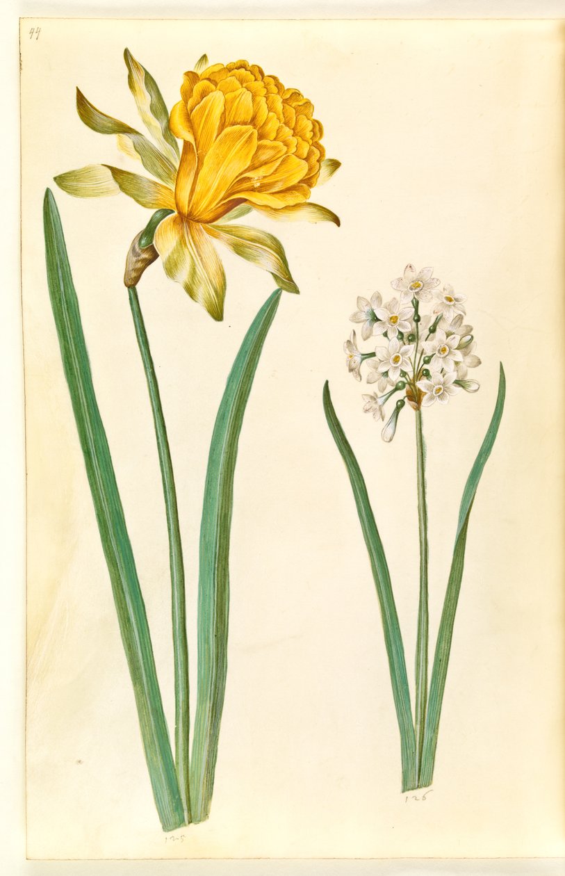 Narcissus pseudonarcissus (narsissi); Narcissus tazetta (tazet) tekijältä Hans Simon Holtzbecker