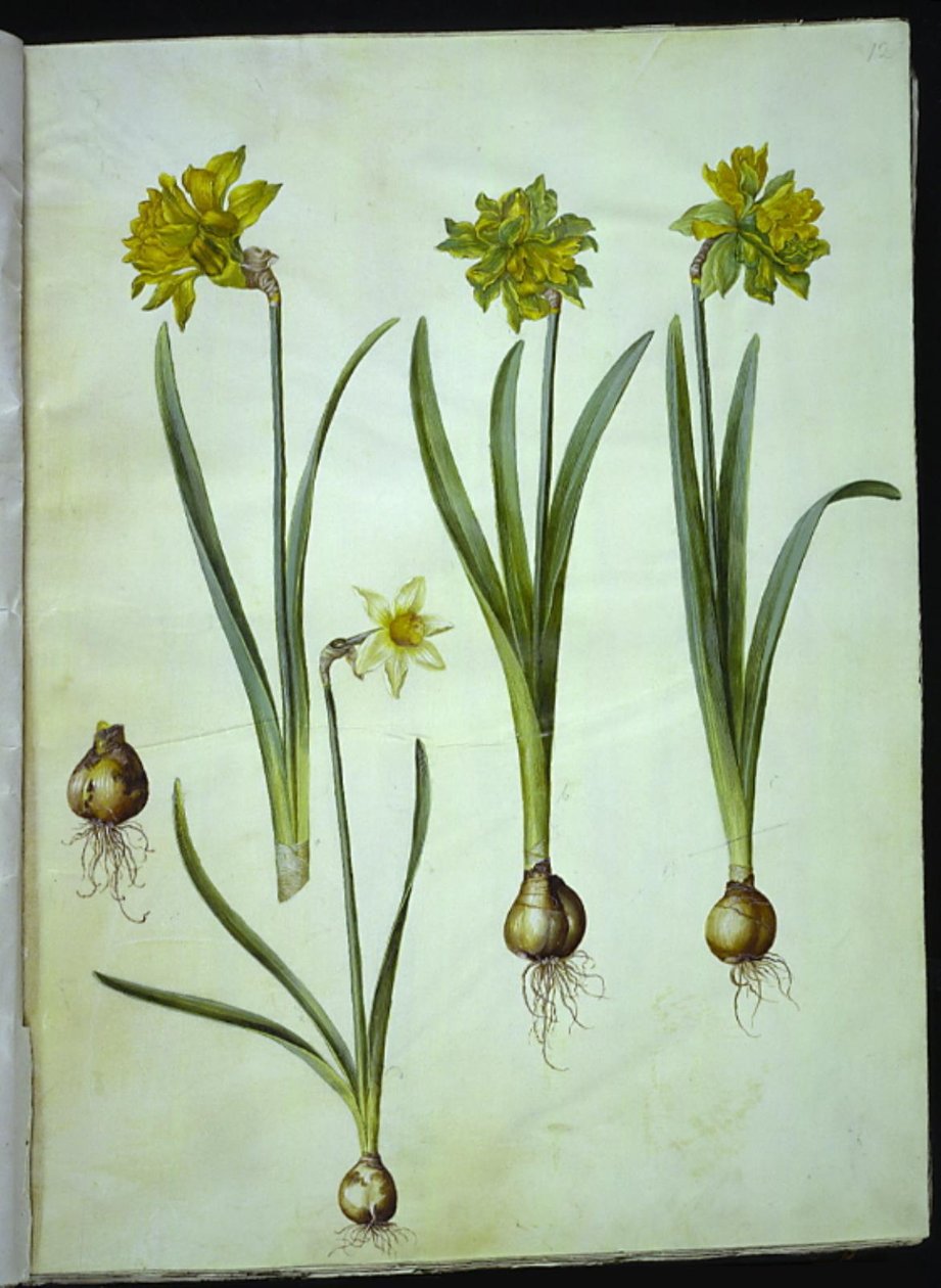 Narcissus pseudonarcissus; Narsissi? × vertaansa vailla (on-narsisti) tekijältä Hans Simon Holtzbecker