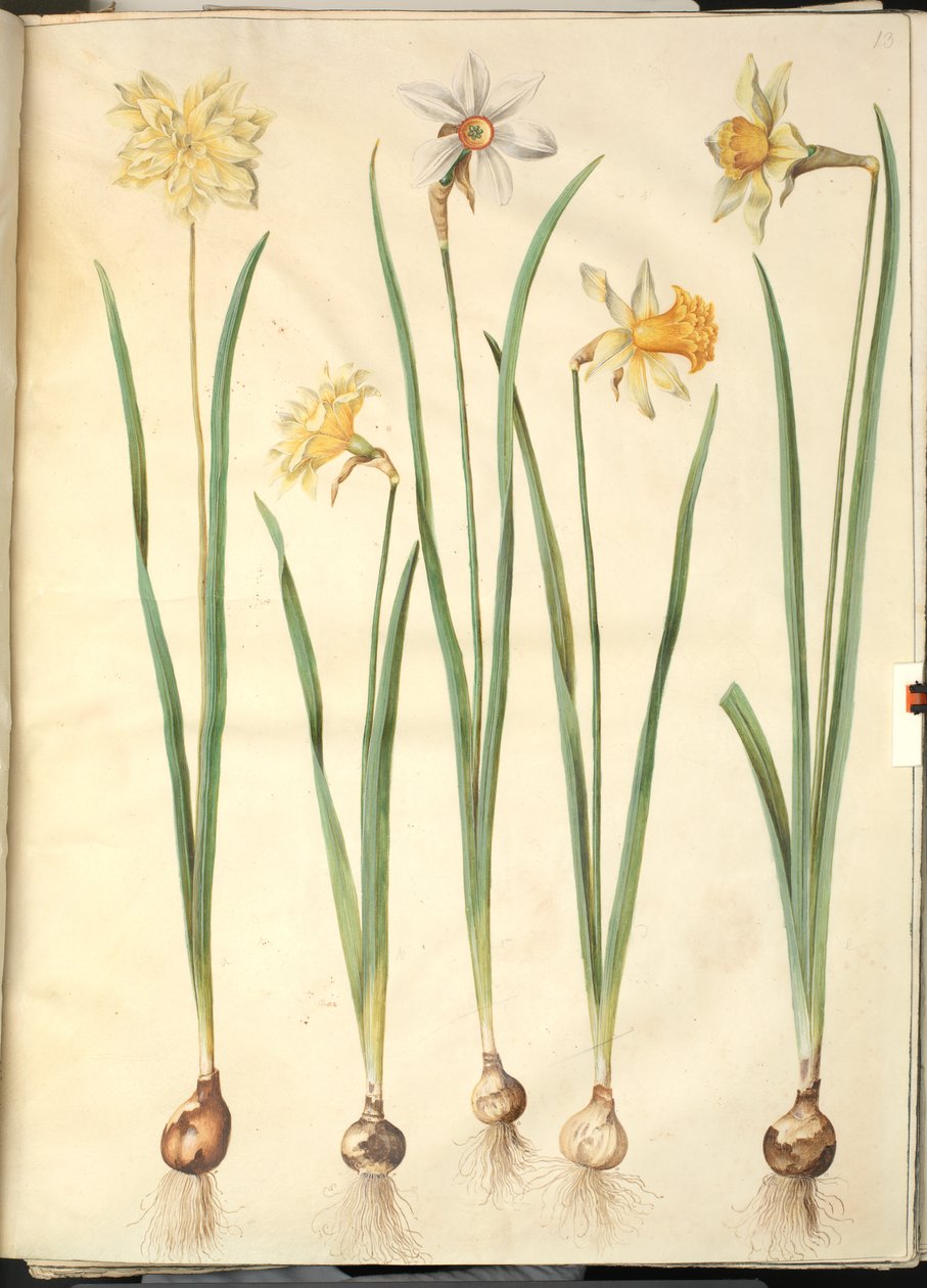 Narcissus pseudonarcissus; Runollinen narsissi (pinselilje); Narsissi × vertaansa vailla (on-narsisti) tekijältä Hans Simon Holtzbecker