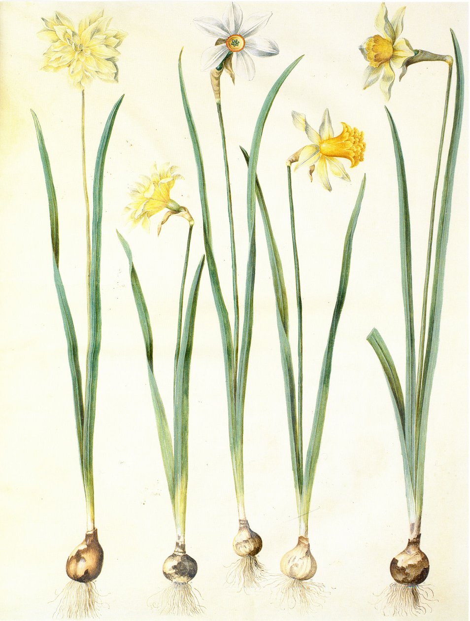 Narcissus pseudonarcissus, Narcissus poeticus, Narcissus × incomparabilis. tekijältä Hans Simon Holtzbecker