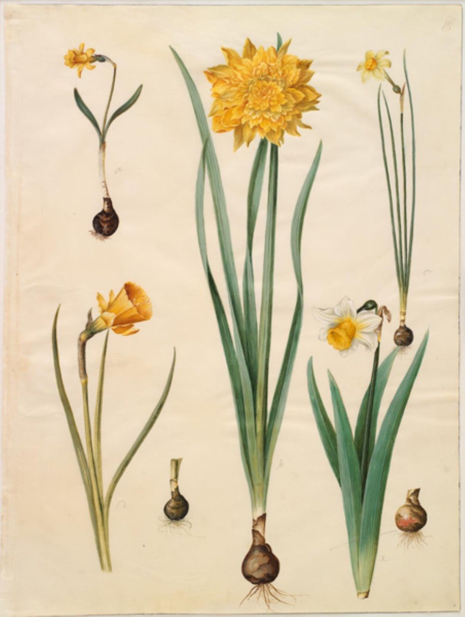 Narcissus pseudonarcissus minor; Narcissus pseudonarcissus (narsissi); Narcissus ×tenuior; Narcissus bulbocodium (krinoliininarcissus); Narcissus pseudonarcissus bicolor (kaksivärinen narsissi) tekijältä Hans Simon Holtzbecker