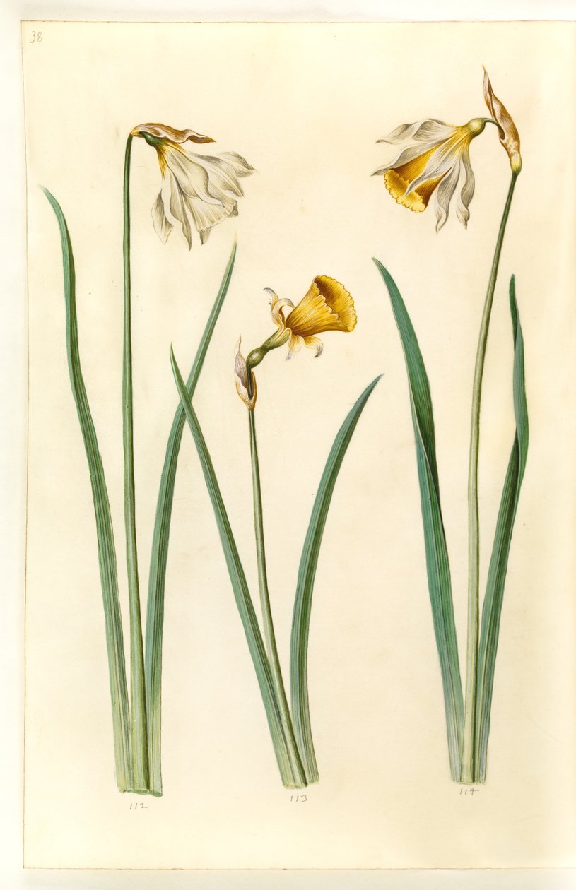 Narcissus pseudonarcissus moschatus (myski-narcissus); Narcissus bulbocodium (krinoliini-narcissus); Narcissus pseudonarcissus (påskelilje) tekijältä Hans Simon Holtzbecker
