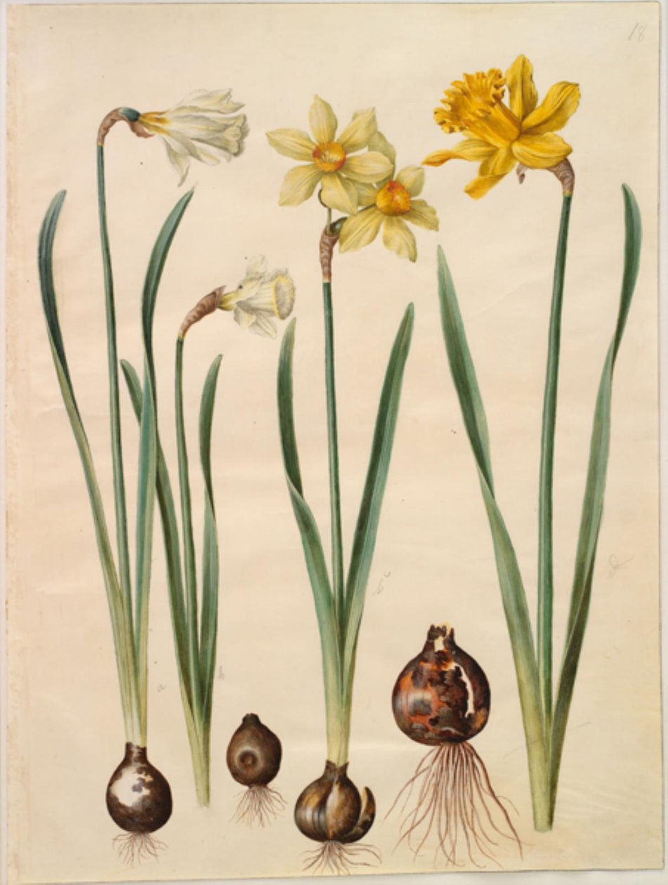 Narcissus pseudonarcissus moschatus (myski-narcissus); Narcissus ×mediluteus (toblomstret narcissus); Narcissus pseudonarcissus major (stor påskelilje) tekijältä Hans Simon Holtzbecker