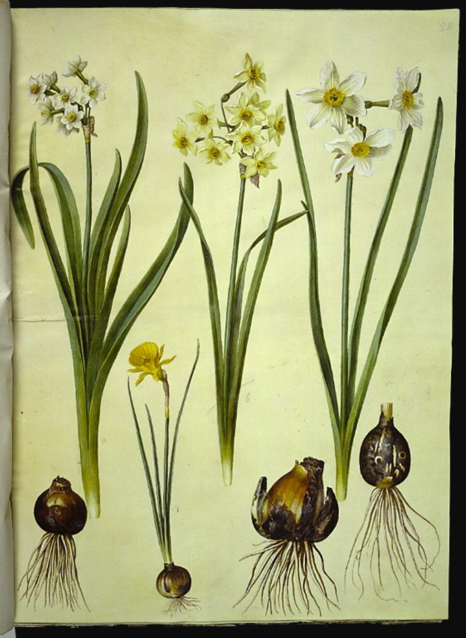 Narcissus tazetta (tazet); Narcissus ×medioluteus (toblomstret narcis); Narcissus bulbocodium (krinoline-narcis) tekijältä Hans Simon Holtzbecker