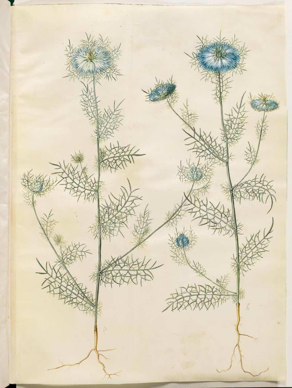 Nigella damascena (neitsyt vihreässä) tekijältä Hans Simon Holtzbecker