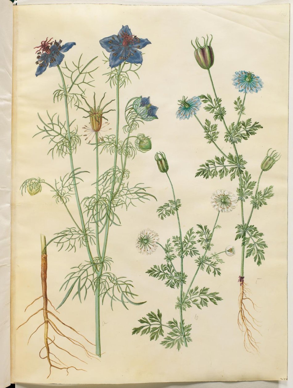 Nigella hispanica (paholainen pensaassa); Nigella sativa (musta kumina) tekijältä Hans Simon Holtzbecker