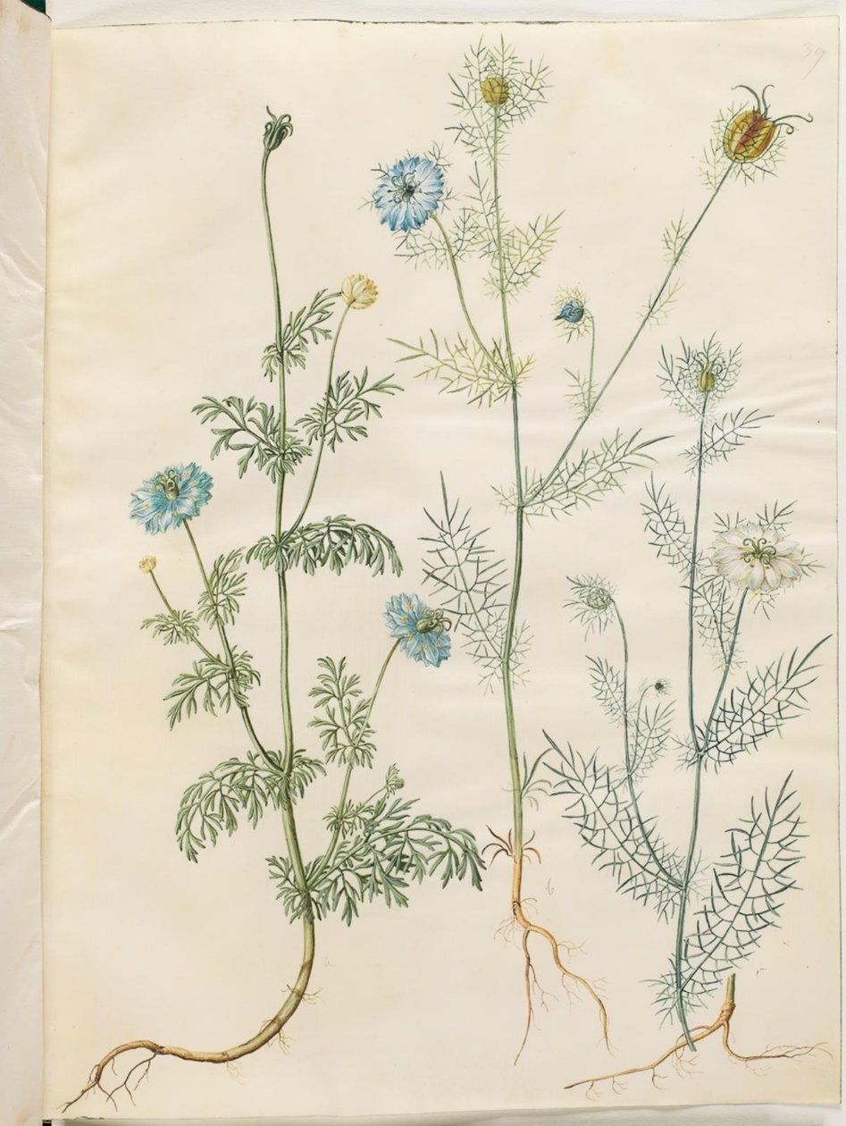Nigella sativa (musta kumina); Nigella damascena (neitsyt vihreässä) tekijältä Hans Simon Holtzbecker