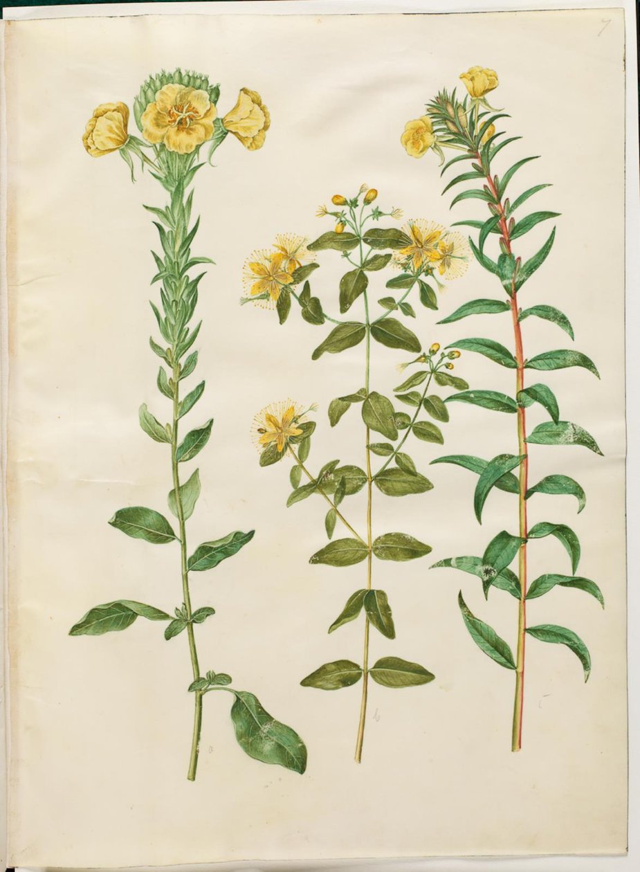 Oenothera biennis (kaksivuotinen helokki); Hypericum hircinum (haiseva mäkikuisma); Oenothera rubricaulis (punahedelmäinen helokki) tekijältä Hans Simon Holtzbecker