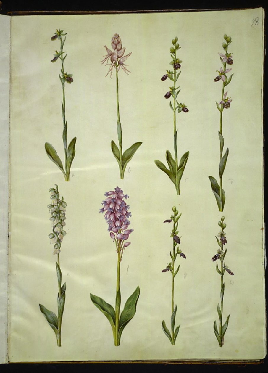 Ophrys apifera tai Ophrys sphegodes (mehiläiskärpäsen kukka tai varhainen kärpäskukka); "Orchis simia" (fantasiakukka); Ophrys apifera (mehiläiskärpäsen kukka); Orchis (käkiyrtti); Orchis militaris (Knight