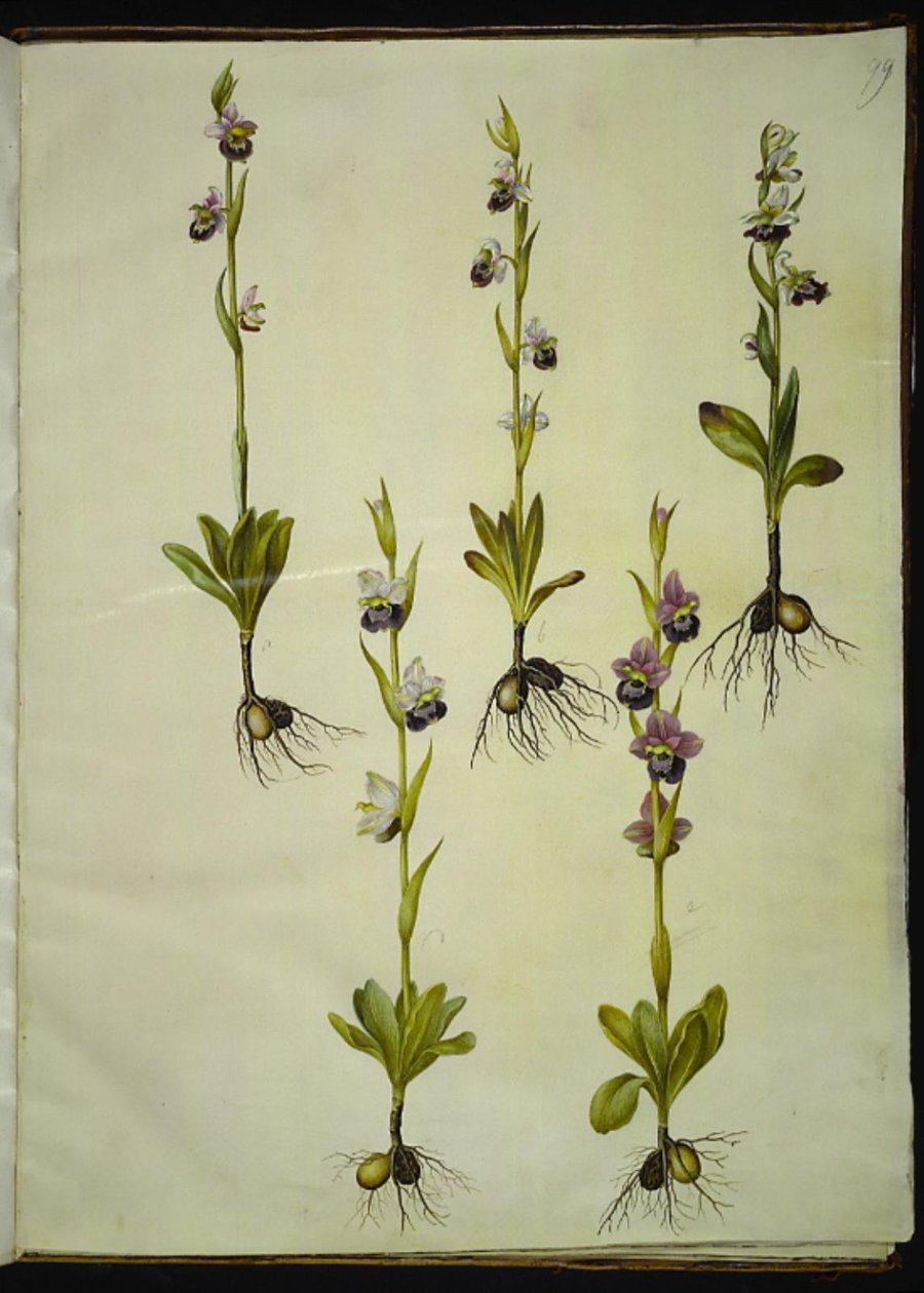 Ophrys fuciflora (drone-flueblomst) tekijältä Hans Simon Holtzbecker