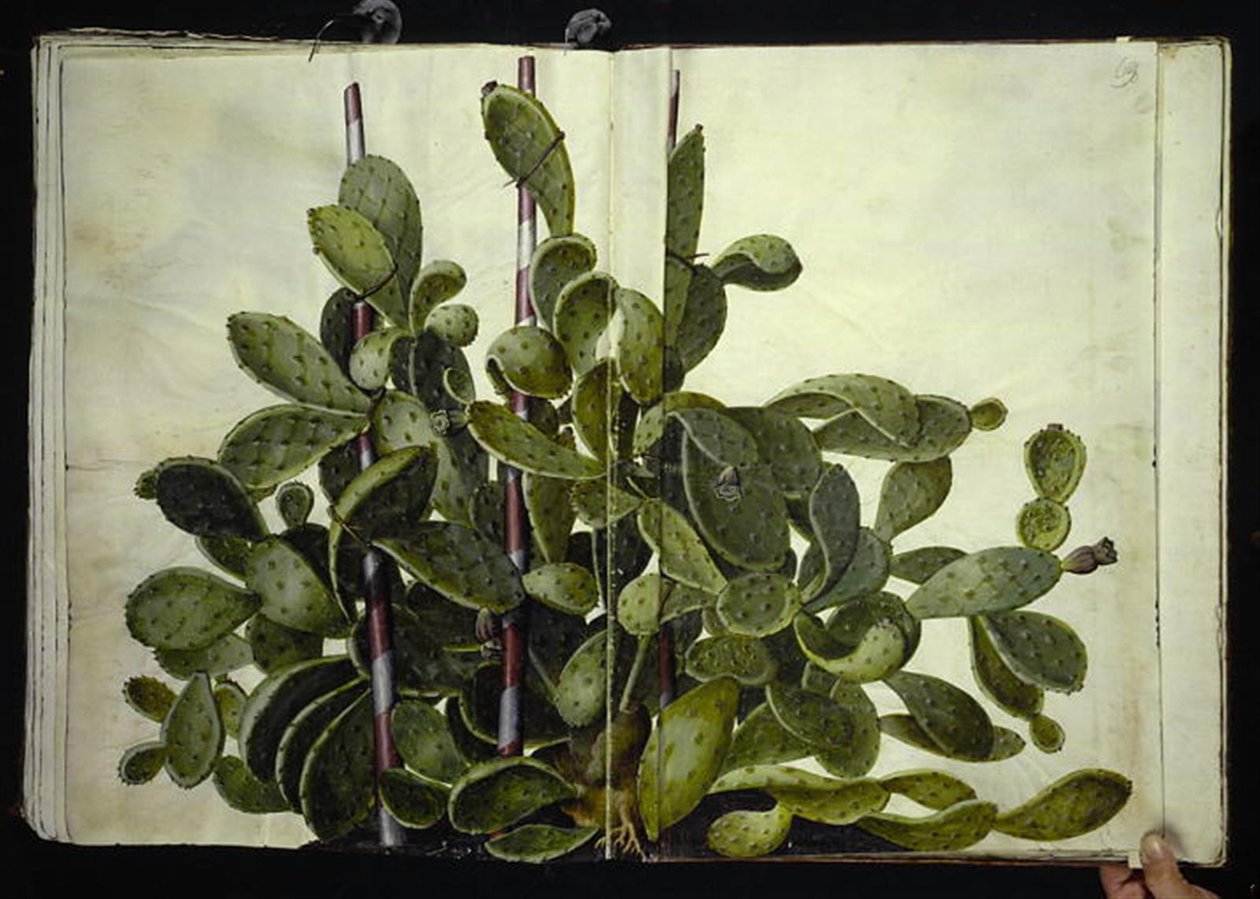 Opuntia ficus-indica, Opuntia humifusa tai Opuntia monacantha (art af figenkaktus) tekijältä Hans Simon Holtzbecker