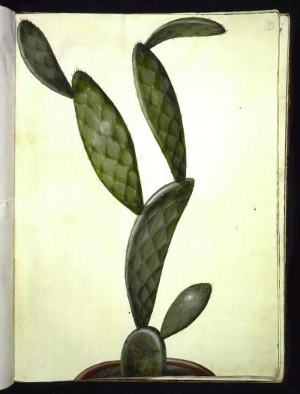 Opuntia monacantha tekijältä Hans Simon Holtzbecker