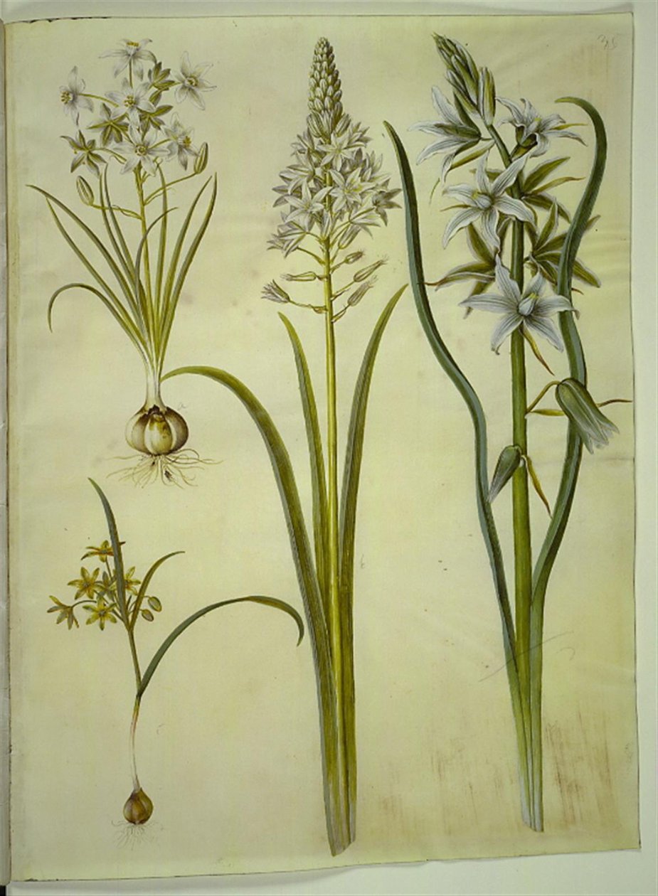 Ornithogalum umbellatum (lintujen maito); Ornithogalum pyramidale (pyramidin linnunmaito); Gagea lutea (tavallinen kultatähti); Ornithogalum nutans (nyökkäävä linnunmaito) tekijältä Hans Simon Holtzbecker