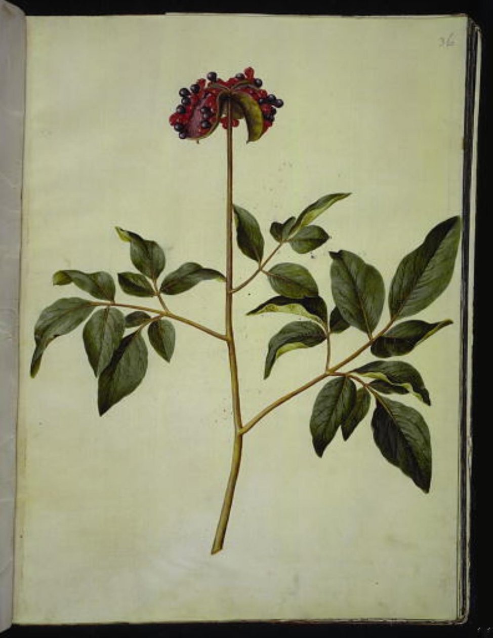 Urospioni (ruusu-silkeplante) tekijältä Hans Simon Holtzbecker