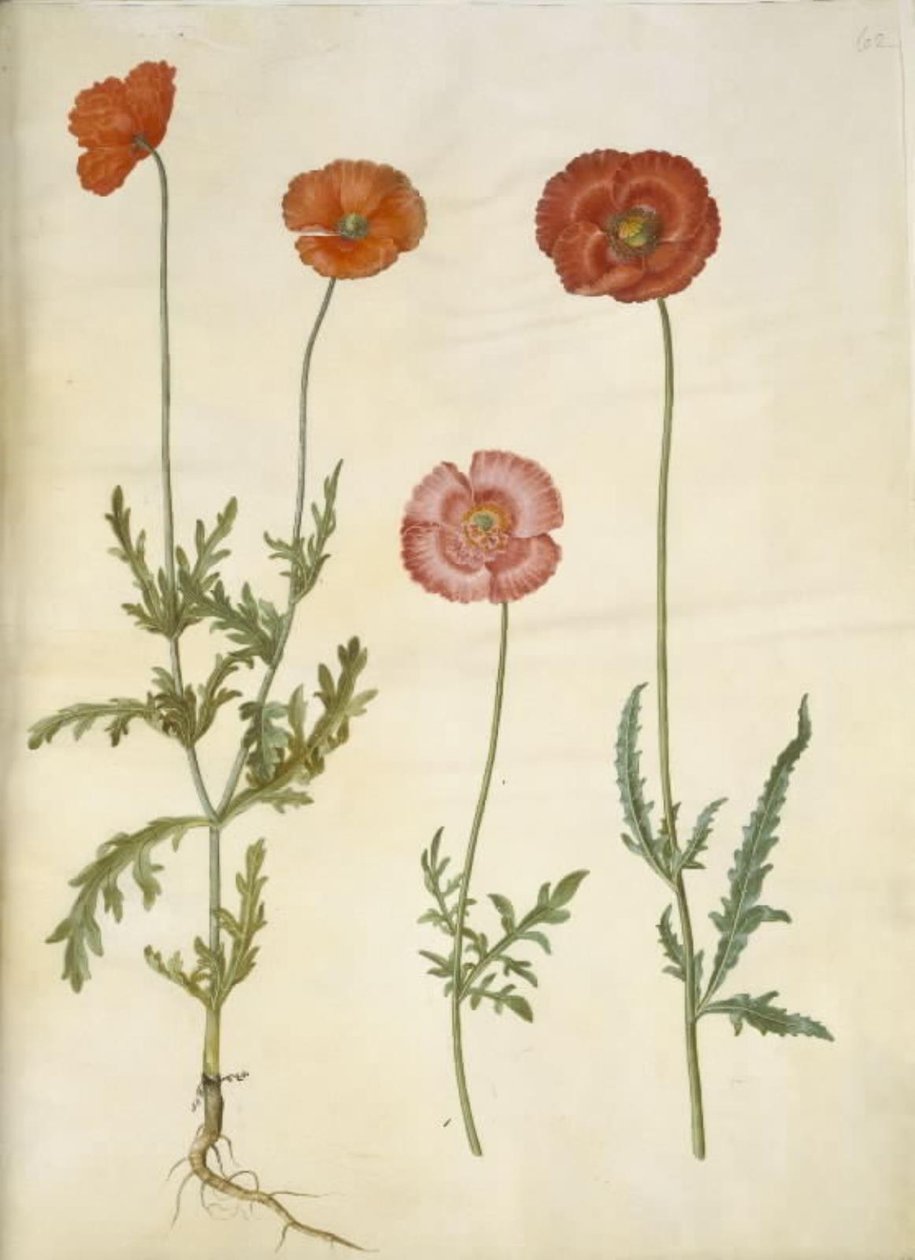 Papaver dubium (aidan unikko); Papaver rhoeas (jyväunikko) tekijältä Hans Simon Holtzbecker