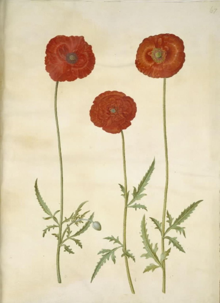 Papaver rhoeas (jyväunikko) tekijältä Hans Simon Holtzbecker