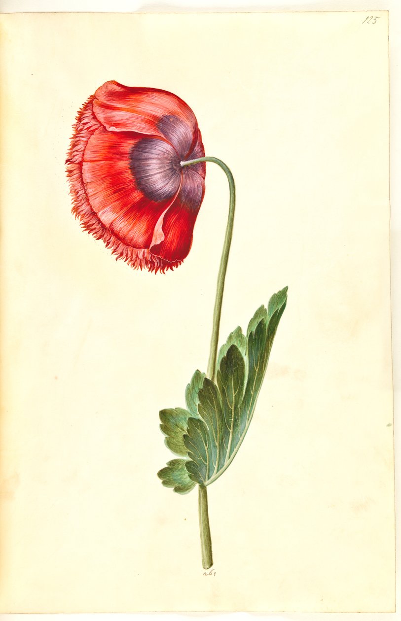 oopiumiunikko (oopiumunikko) tekijältä Hans Simon Holtzbecker