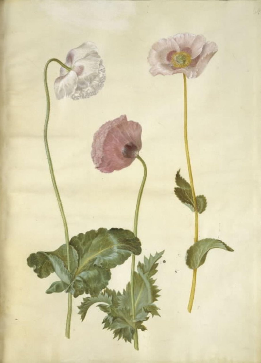 oopiumiunikko (oopiumunikko) tekijältä Hans Simon Holtzbecker