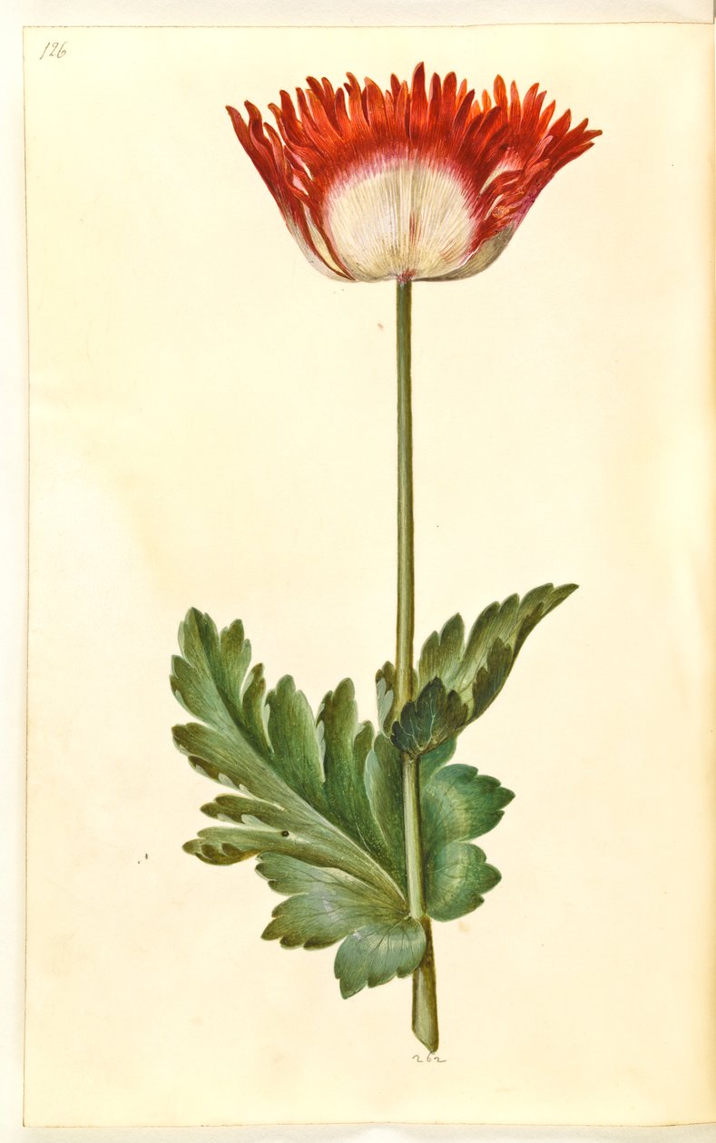 oopiumiunikko (oopiumunikko) tekijältä Hans Simon Holtzbecker