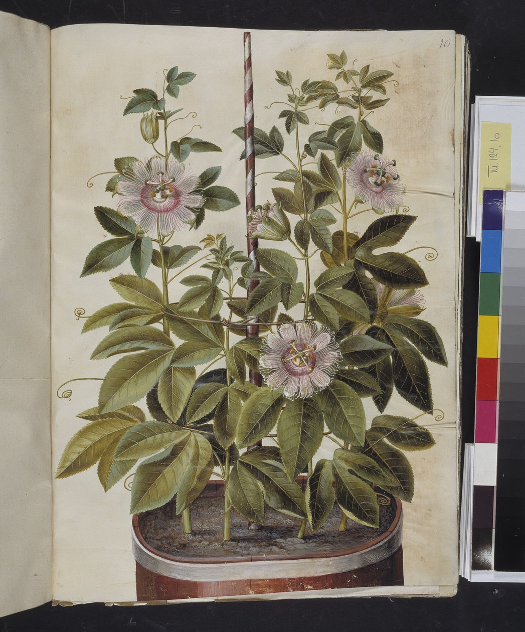Passiflora incarnata (passion blomst) tekijältä Hans Simon Holtzbecker