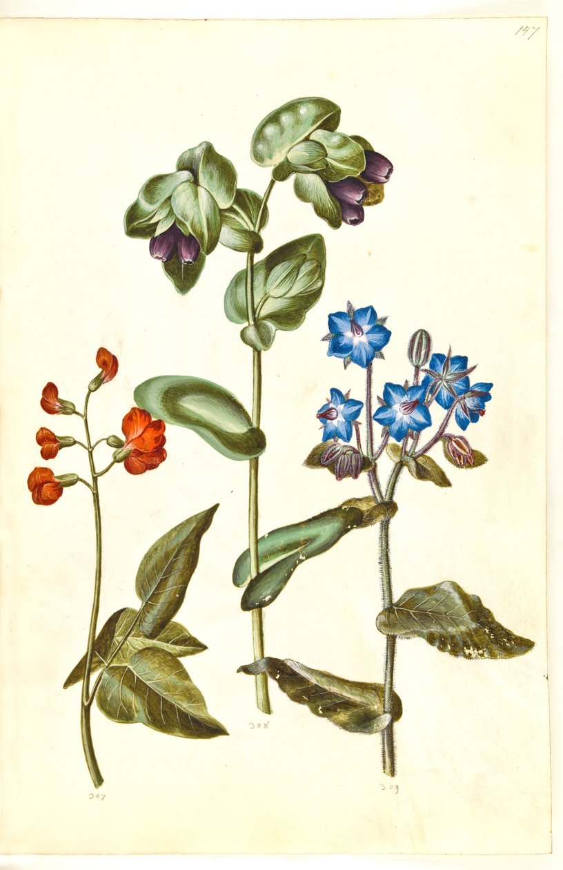 Phaseolus coccineus (kehupapu); Cerinthe major (suuri vahajuuri); Borago officinalis (tavallinen purasruoho) tekijältä Hans Simon Holtzbecker