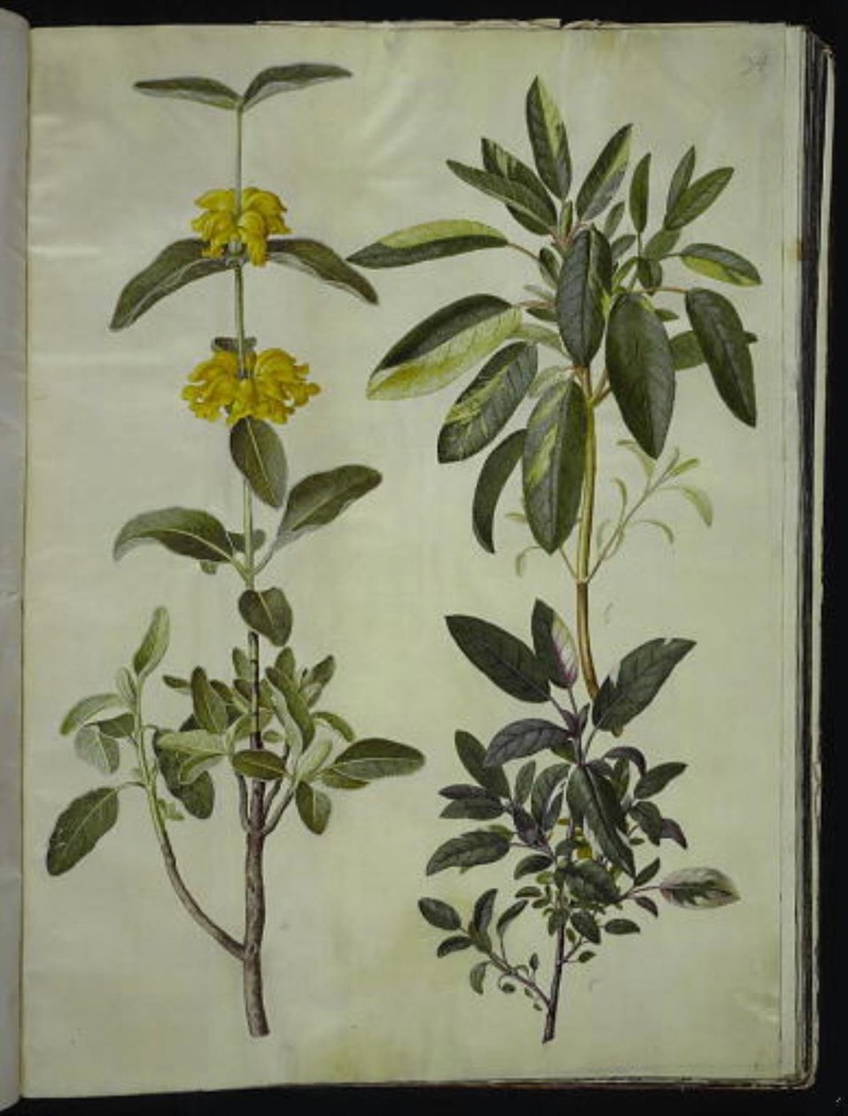 Phlomis fruticosa (tavallinen lohikäärme); Salvia officinalis (salvia) tekijältä Hans Simon Holtzbecker