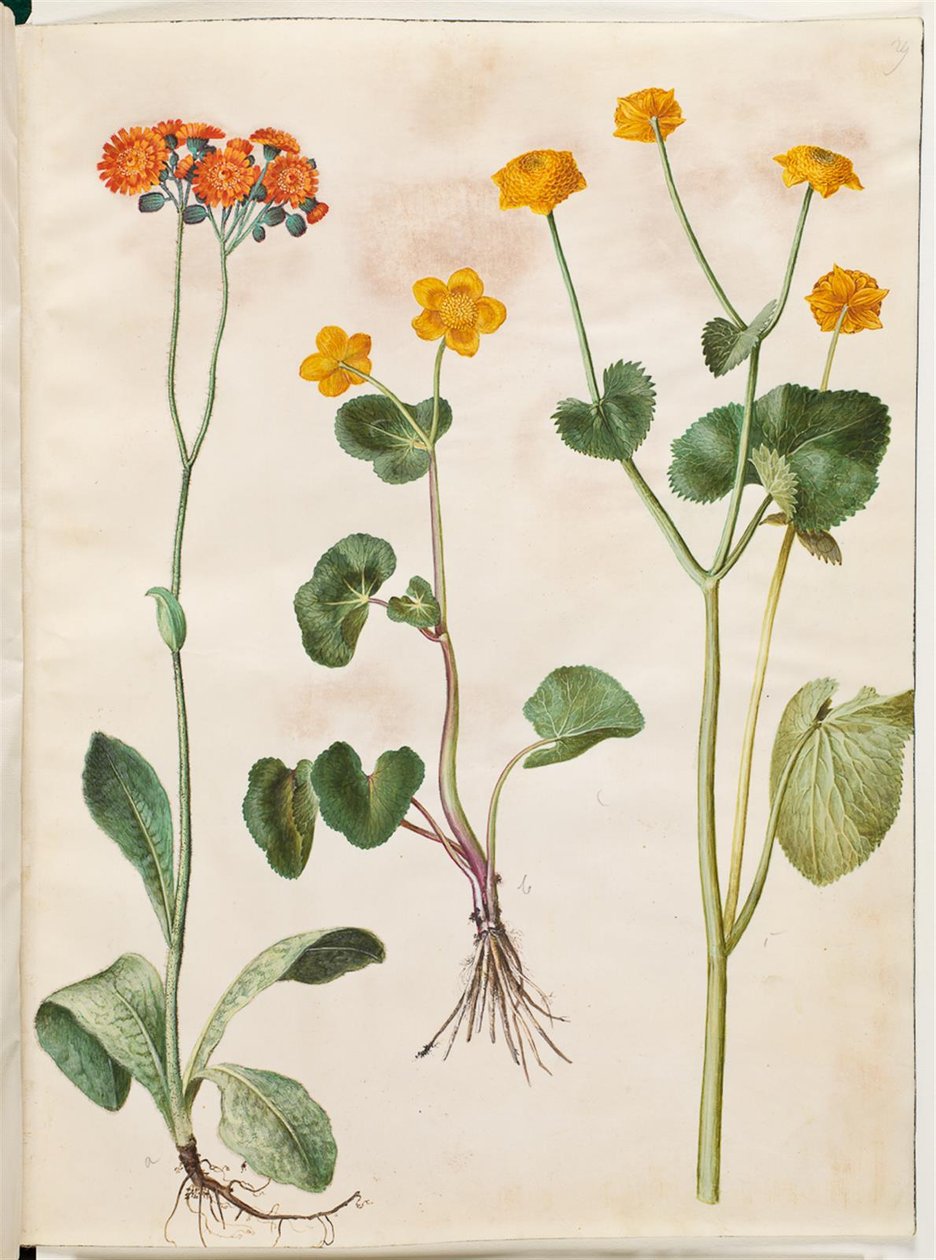 Pilosella aurantiaca (Pomeranian korkea yrtti); Caltha palustris (Englannin sara) tekijältä Hans Simon Holtzbecker