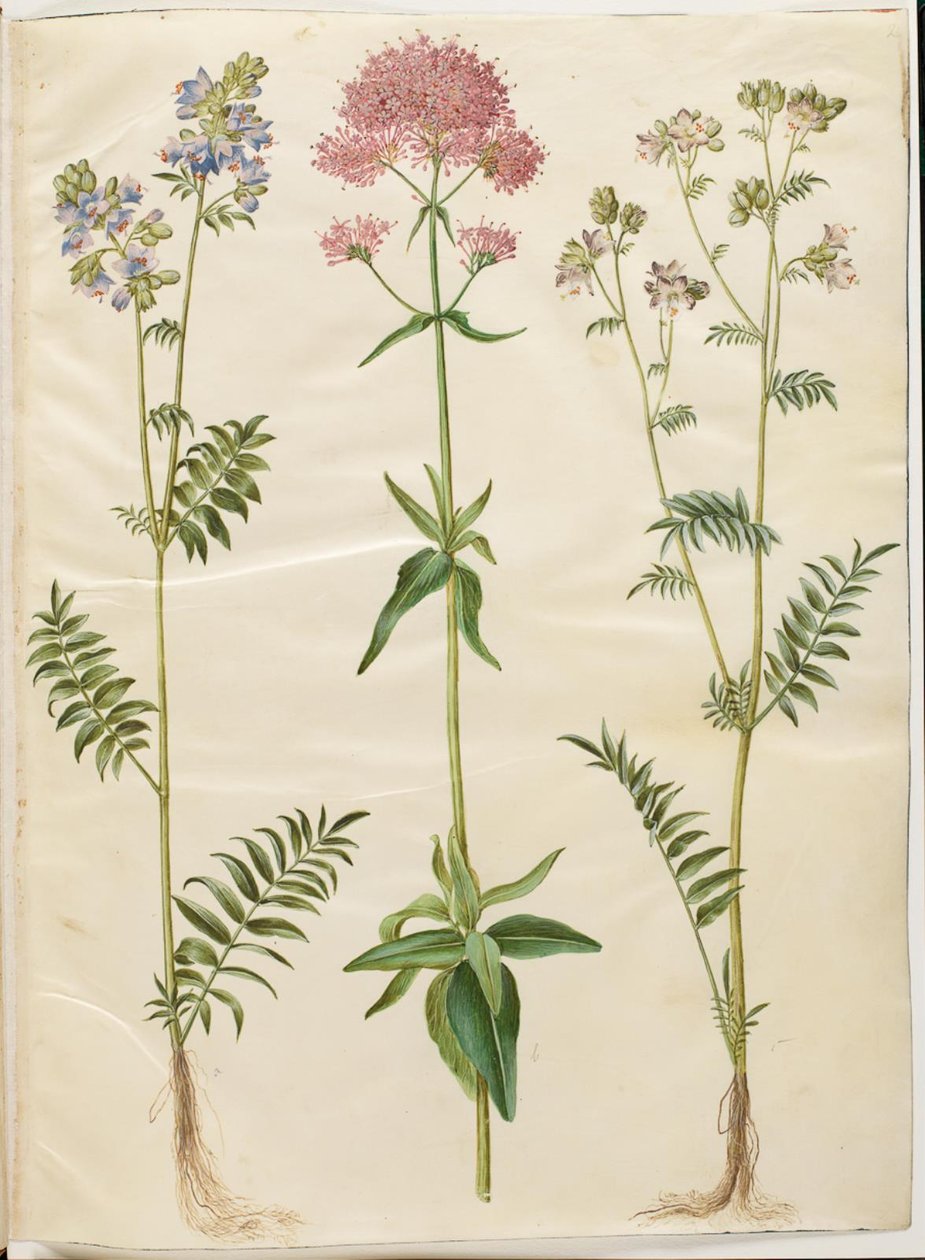 Polemonium caeruleum (tavalliset Jaakobin tikkaat); Centranthus ruber (punainen itiövaleriaani) tekijältä Hans Simon Holtzbecker