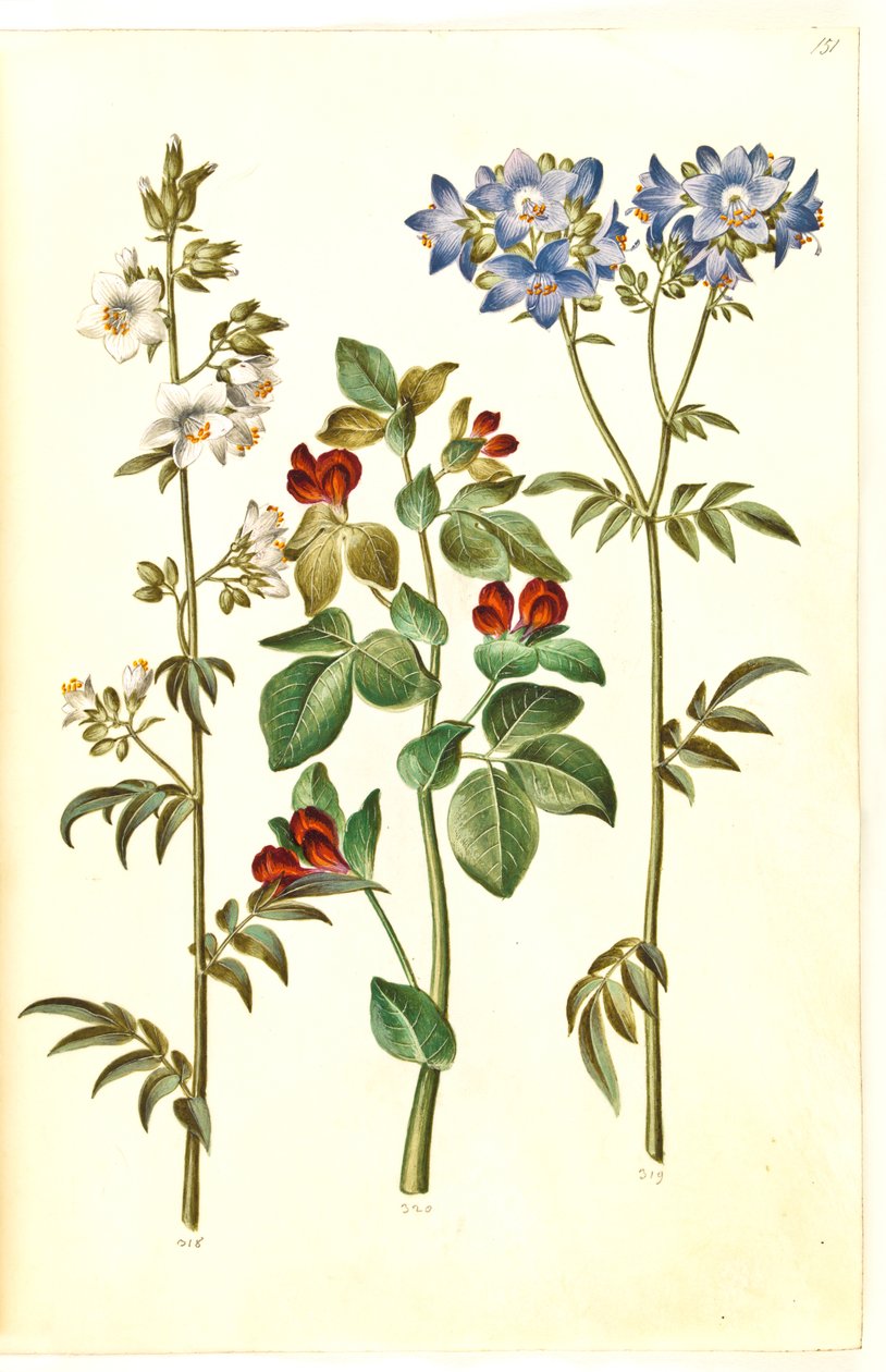 Polemonium caeruleum (tavalliset Jaakobin tikkaat); Lotus tetragonolobus (parsaherne) tekijältä Hans Simon Holtzbecker