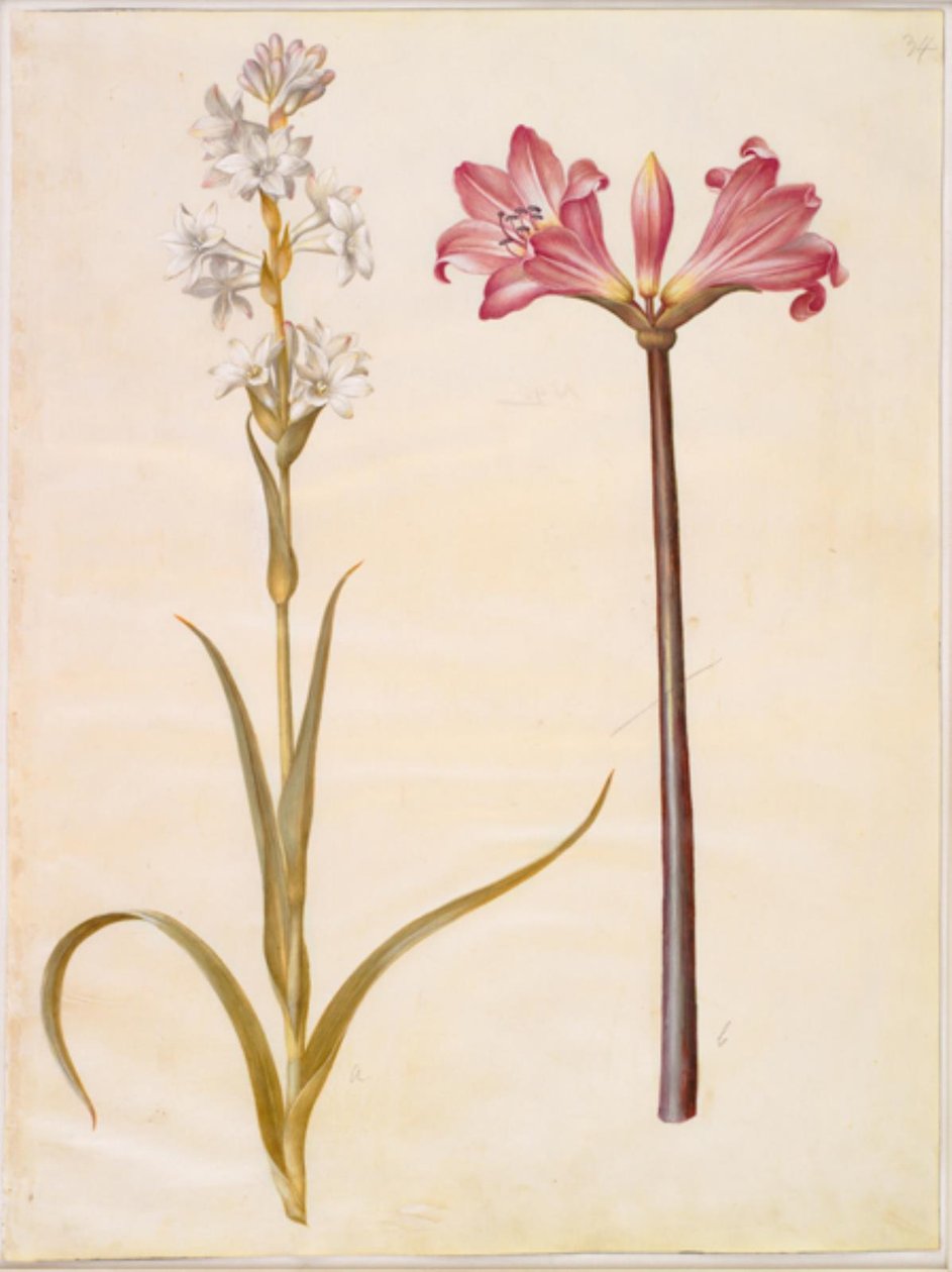 Polianthes tuberosa (tuberoosi); Amaryllis belladonna (belladonnalilje) tekijältä Hans Simon Holtzbecker