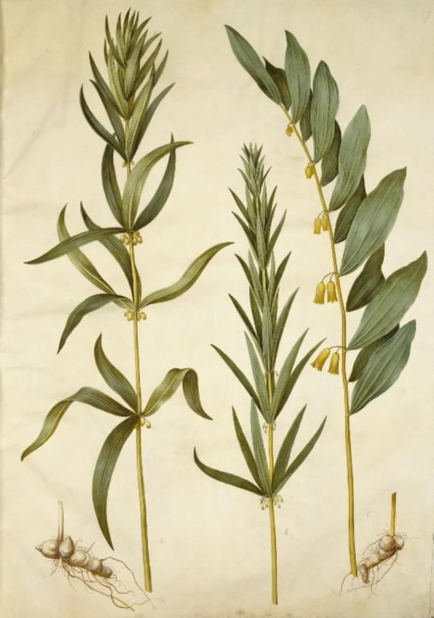 Polygonatum verticillatum (kielo seppele); Polygonatum multiflorum (suuri kielo) tekijältä Hans Simon Holtzbecker
