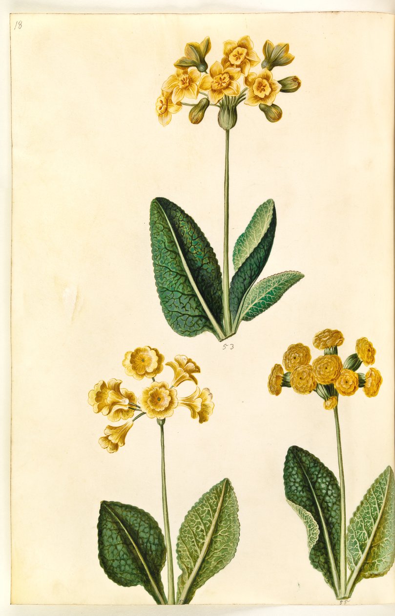 Primula × polyantha (?); Keväthelokkia (?) tekijältä Hans Simon Holtzbecker