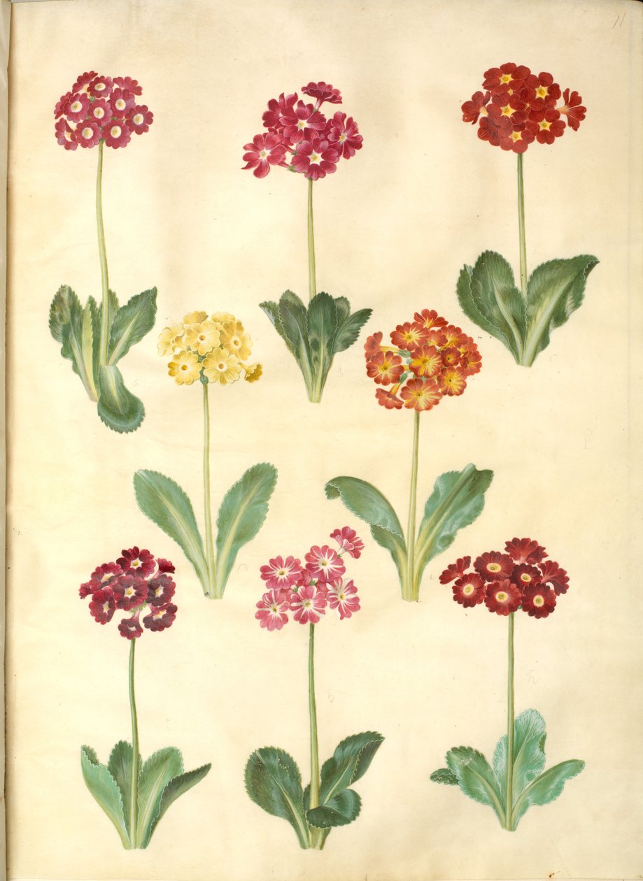 Primula × pubescens (have-aurikel) tekijältä Hans Simon Holtzbecker
