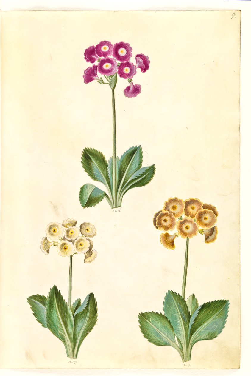 Primula × pubescens (have-aurikel) tekijältä Hans Simon Holtzbecker