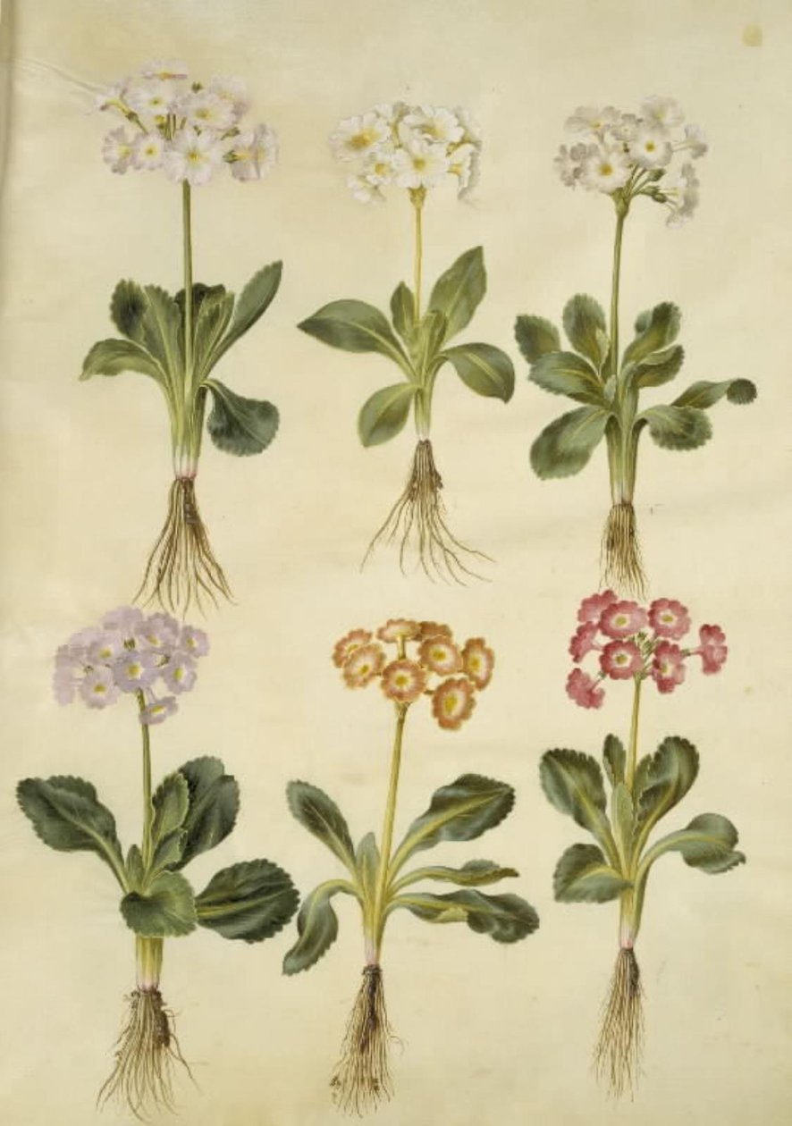Primula × pubescens (have-aurikel) tekijältä Hans Simon Holtzbecker