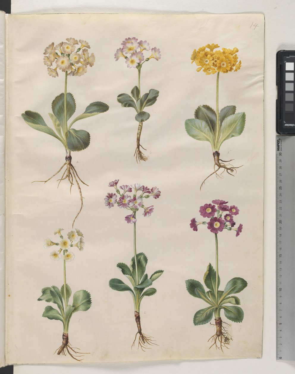 Primula × pubescens Wulfen (have-auricula) tekijältä Hans Simon Holtzbecker