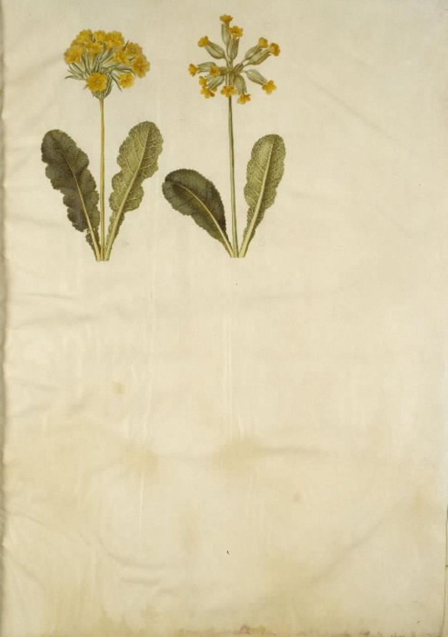 Primula veris (onttokaulainen lehmähernehybridi); Primula veris (onttokaulainen lehmäherne) tekijältä Hans Simon Holtzbecker