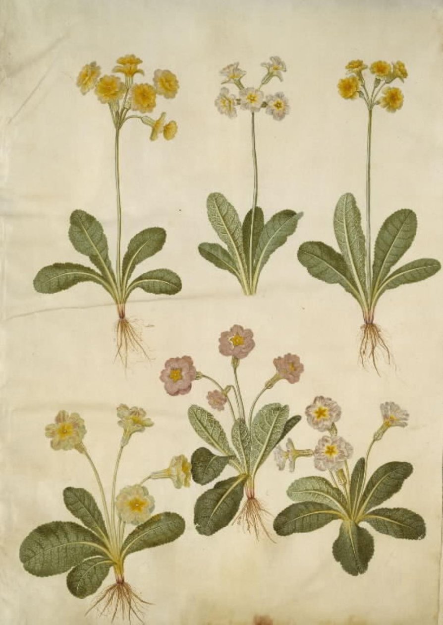 Primula veris (onttokaulainen lehmähernehybridi); Primula vulgaris (isokukkainen lehmähernehybridi) tekijältä Hans Simon Holtzbecker