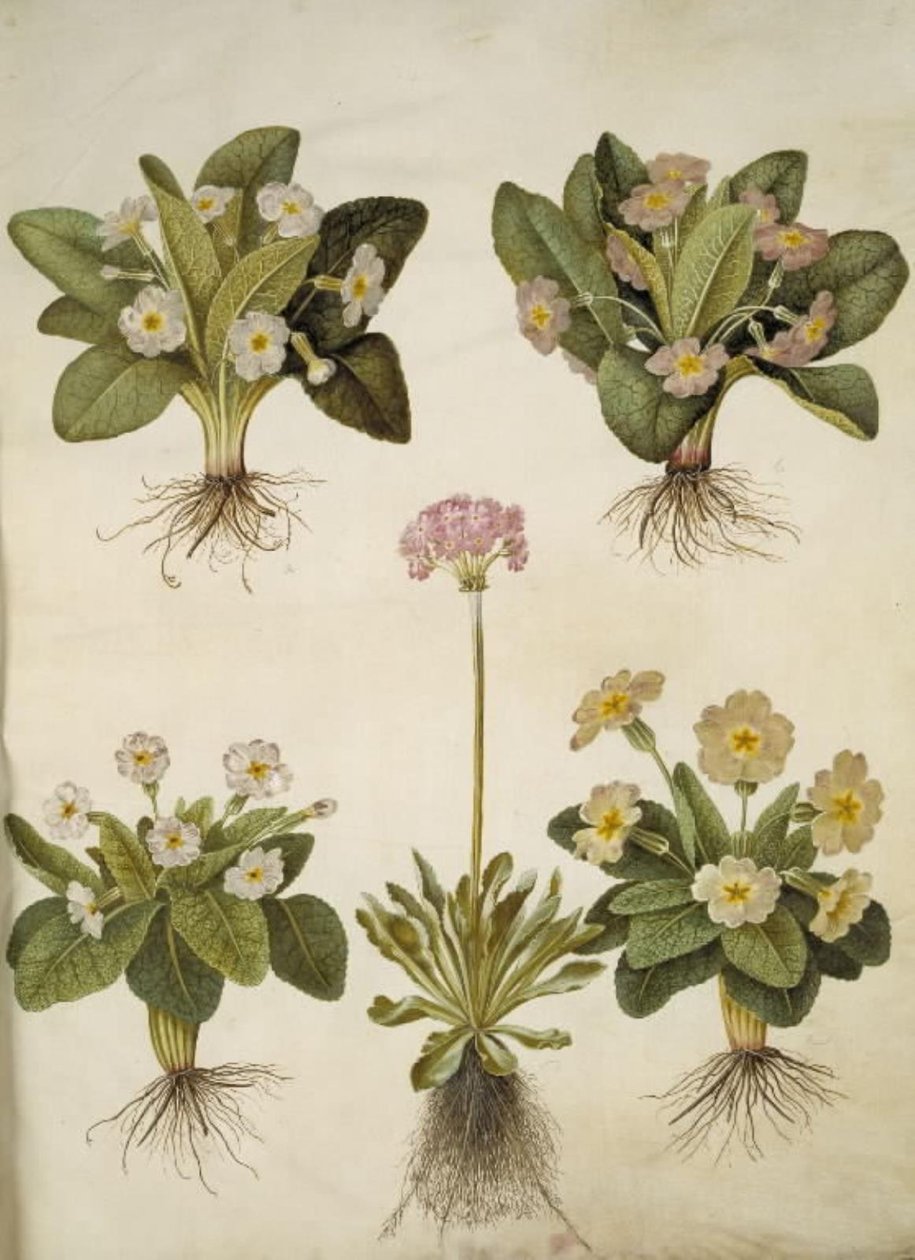 Primula vulgaris (suurikukkaisen esikoisen hybridi); Primula farinosa (kukistava lehmäherne) tekijältä Hans Simon Holtzbecker