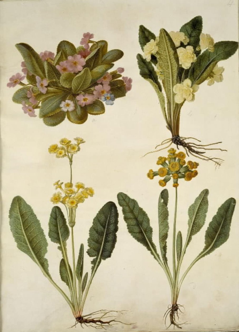 Primula vulgaris (karnevaalilukko); Primula vulgaris (suurikukkaisen esikoisen hybridi); Primula veris (onttokaulainen lehmähernehybridi) tekijältä Hans Simon Holtzbecker